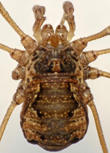 Dasylobus graniferus