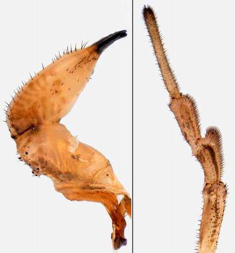 Dasylobus graniferus