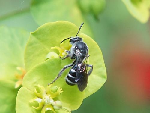 Lasioglossum sp.