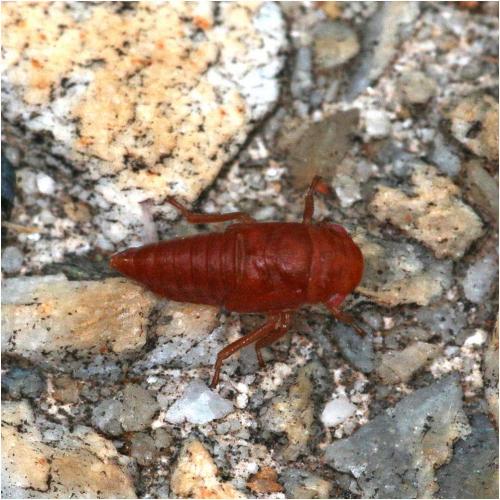 Macropsini