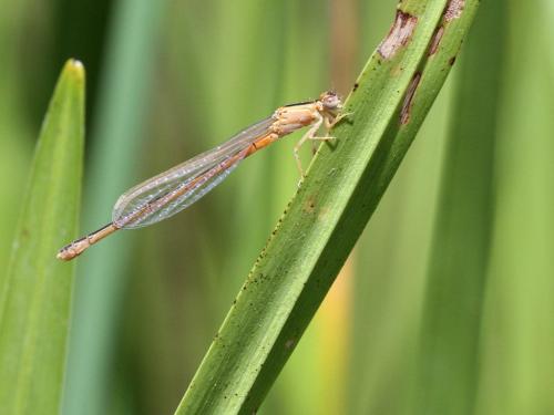 Réf. 231 261 : Ischnura pumilio