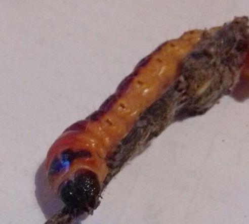 Cossus cossus