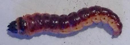 Réf. 231 334 : Cossus cossus