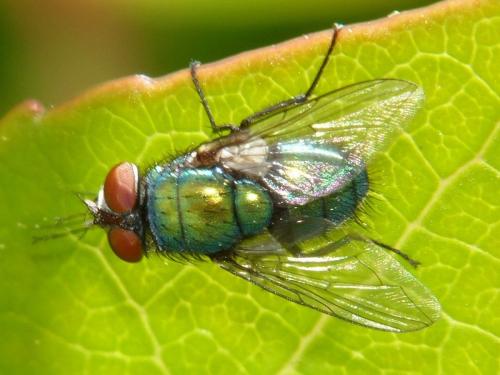 Lucilia sericata