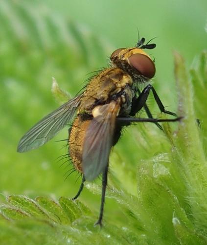 Eliozeta pellucens