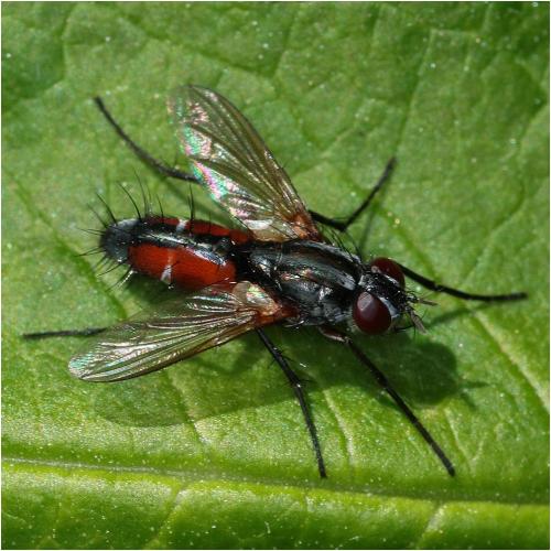 Réf. 231 663 : Mintho rufiventris