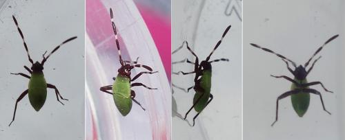 Réf. 231 157 : Adelphocoris vandalicus