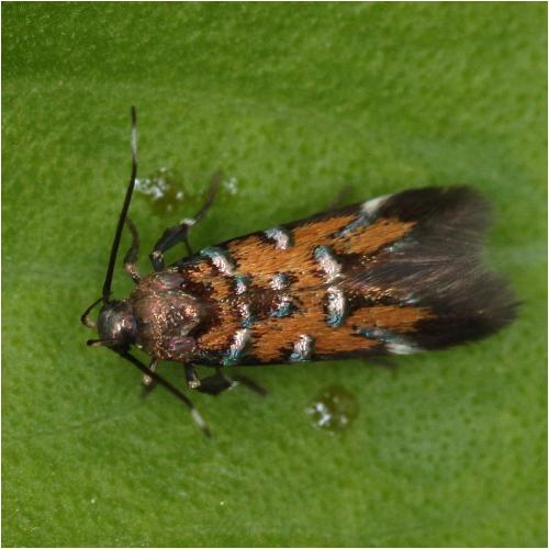 Pancalia leuwenhoekella