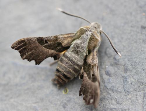 Réf. 231 225 : Proserpinus proserpina