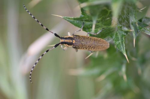 Réf. 231 567 : Agapanthia dahli