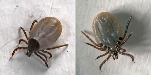 Ixodes festai