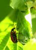 231072 – Photo : brigitte – France (81)