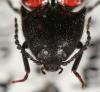 231527 – Photo : Arthropa - Benoit Martha – France (21)