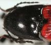 231528 – Photo : Arthropa - Benoit Martha – France (21)