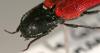 231529 – Photo : Arthropa - Benoit Martha – France (21)