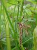 231600 – Photo : Arthropa - Benoit Martha – France (58)