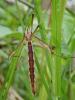 231602 – Photo : Arthropa - Benoit Martha – France (58)