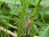 231603 – Photo : Arthropa - Benoit Martha – France (58)