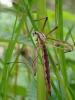 231601 – Photo : Arthropa - Benoit Martha – France (58)