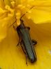 231539 – Photo : Arthropa - Benoit Martha – France (58)