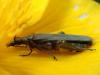 231542 – Photo : Arthropa - Benoit Martha – France (58)