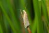 231746 – Photo : Christophe Quintin – France (58)
