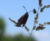 231050 – Photo : William – France (81)