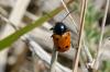 231276 – Photo : Fabricius – France (13)
