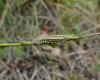 231465 – Photo : Christopher JACKSON – France (83)