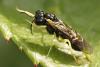 Aneugmenus coronatus