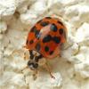 Harmonia axyridis