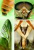 231560 – Photo : Didier Levasseur – Thaïlande
