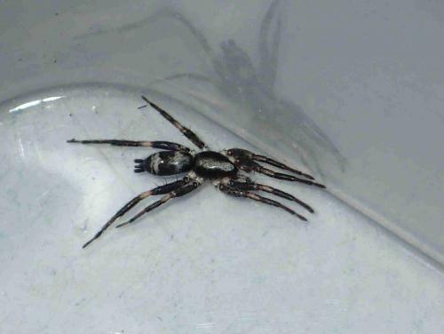 Herpyllinae