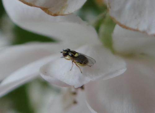 Thaumatomyia sp.