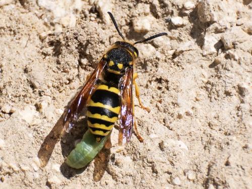 Paragymnomerus spiricornis