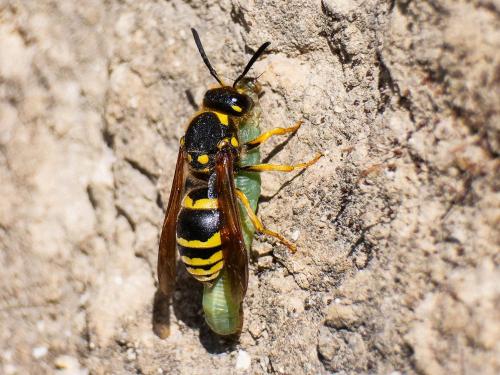 Paragymnomerus spiricornis