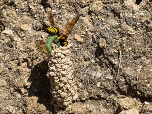 Paragymnomerus spiricornis
