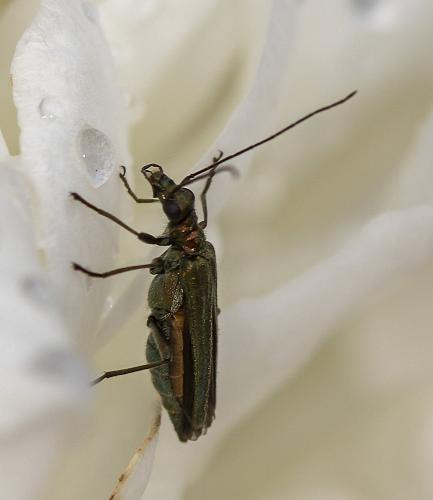 Oedemera nobilis