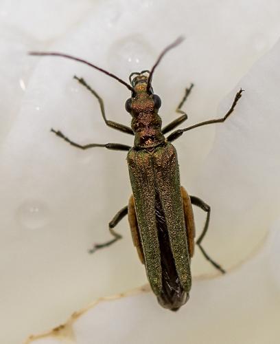 Réf. 232 222 : Oedemera nobilis