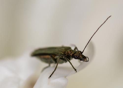 Réf. 232 223 : Oedemera nobilis