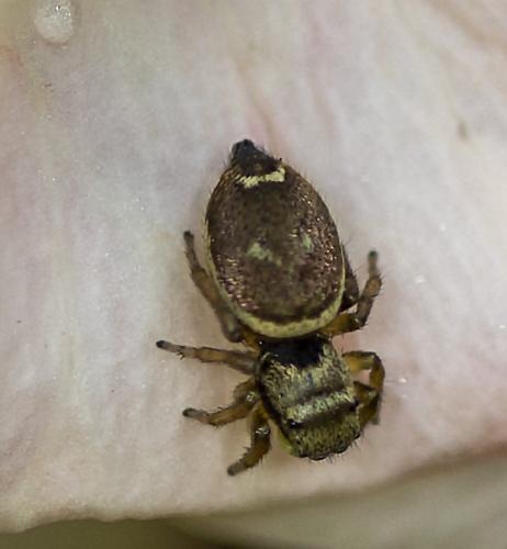 Réf. 232 113 : Heliophanus tribulosus