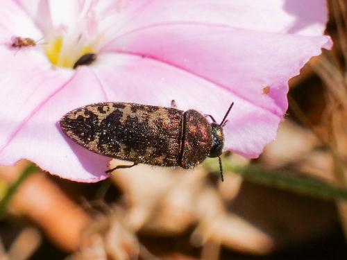 Acmaeodera pilosellae