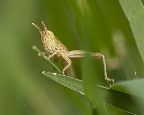Réf. 232 502 : Gomphocerinae inconnu