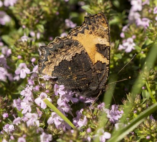 Réf. 232 505 : Aglais urticae