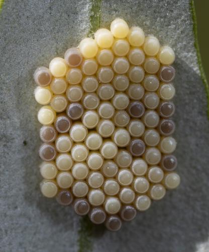 Nezara viridula