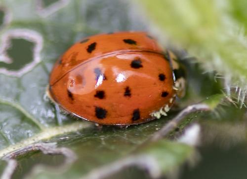 Réf. 232 687 : Harmonia axyridis