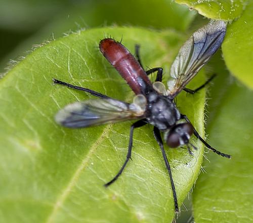 Réf. 232 627 : Cylindromyia bicolor