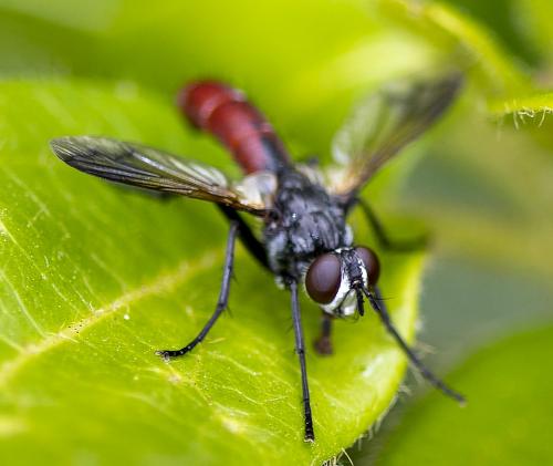 Réf. 232 628 : Cylindromyia bicolor