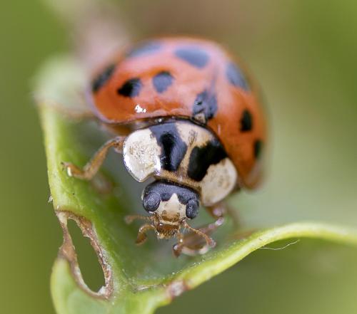 Harmonia axyridis