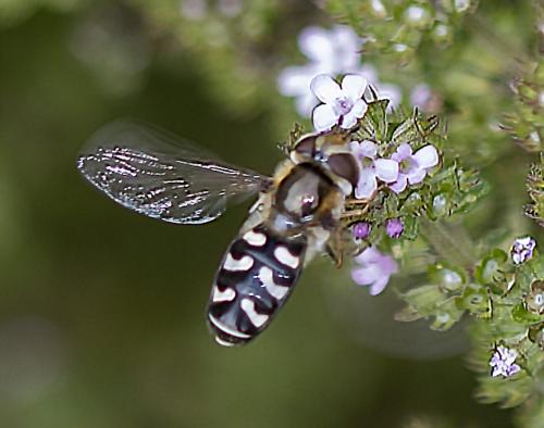 Réf. 232 646 : Scaeva pyrastri